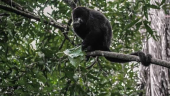 Wildlife Tour